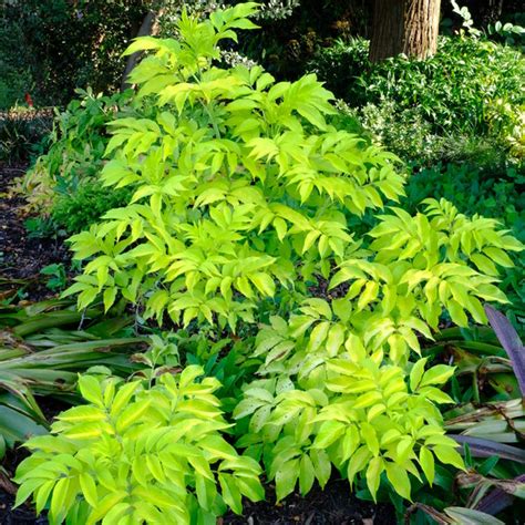 blonde envy|sambucus canadensis blonde envy.